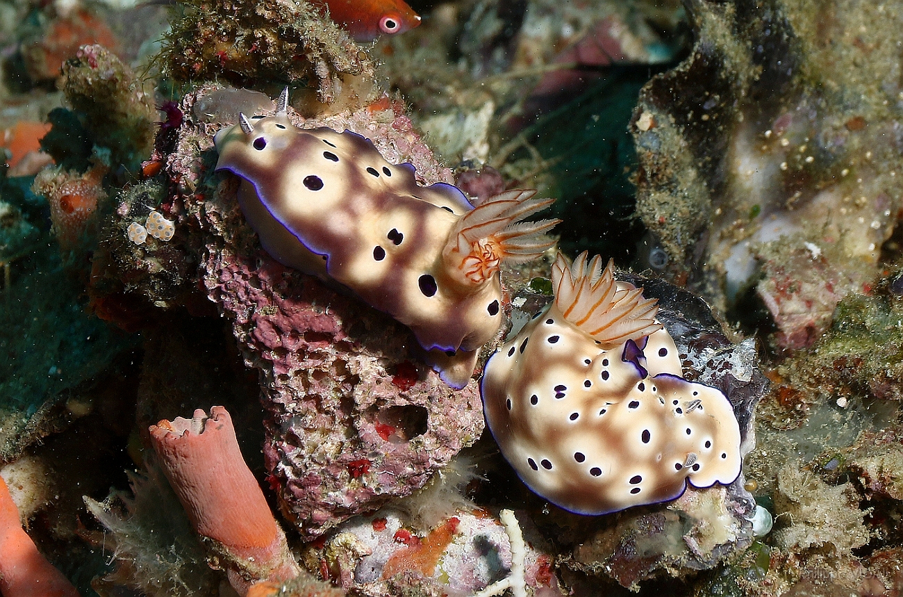 Raja Ampat 2016 - Risbecia tryoni - Tryon s risbecia  - Nudibranche - Risbecia de Tryon -  IMG_5200_rc.jpg